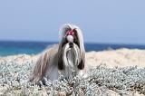 SHIH TZU 027
